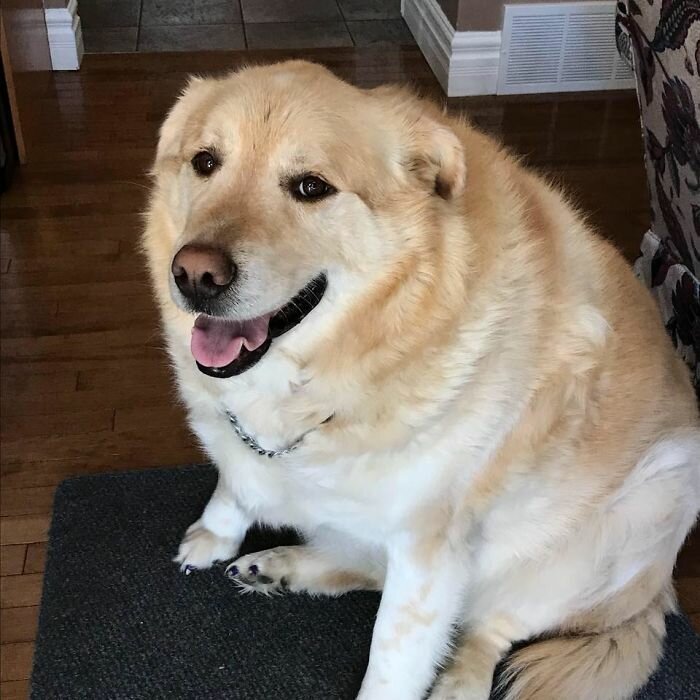 The story of the rescue of a fat retriever named Kai - Dog, Golden retriever, Fullness, Slimming, Luck, Longpost