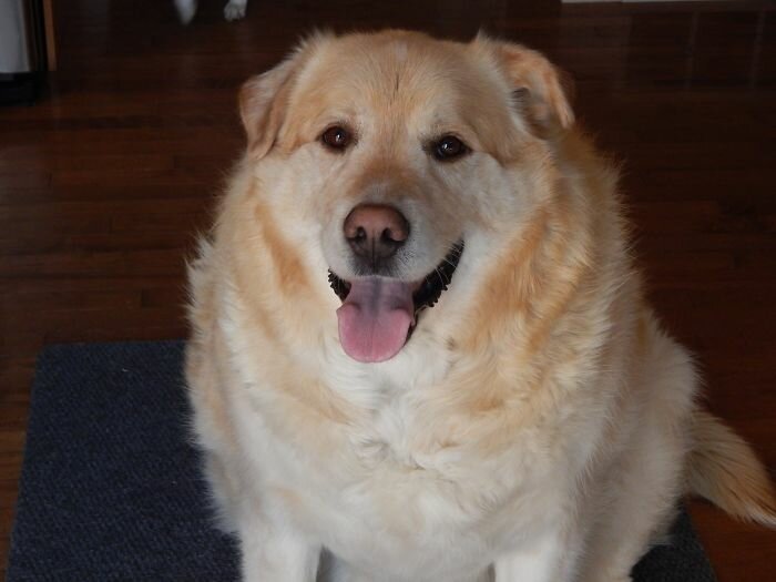 The story of the rescue of a fat retriever named Kai - Dog, Golden retriever, Fullness, Slimming, Luck, Longpost