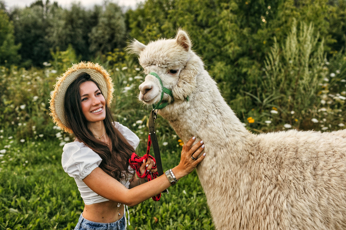 Альпака Парк запустили новую услугу «Прогулка с альпака»
