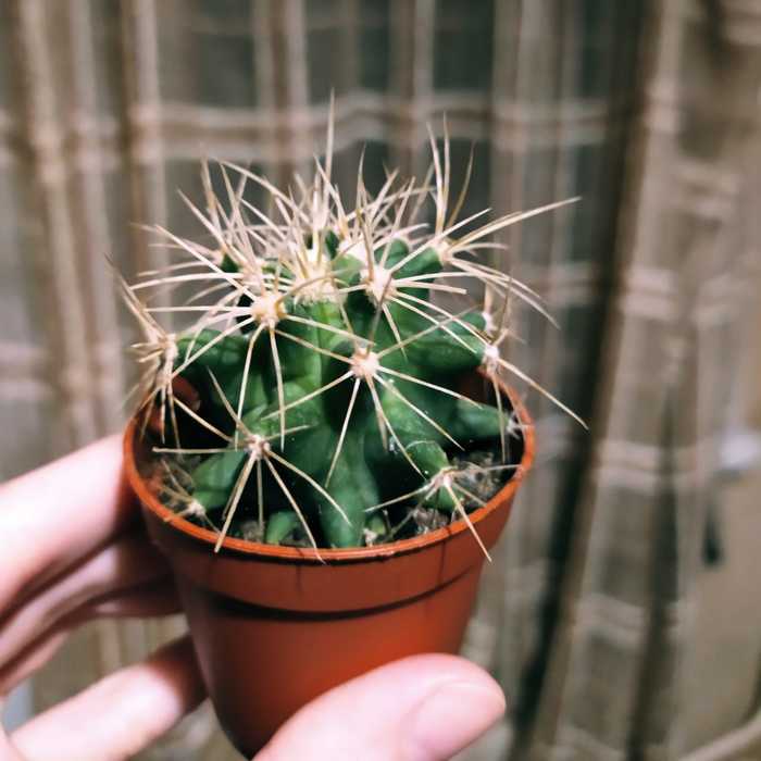 Help identifying a cactus - My, Cactus, Blooming cacti, Help me find, No rating, Transfer, Plants, Houseplants, Breeding