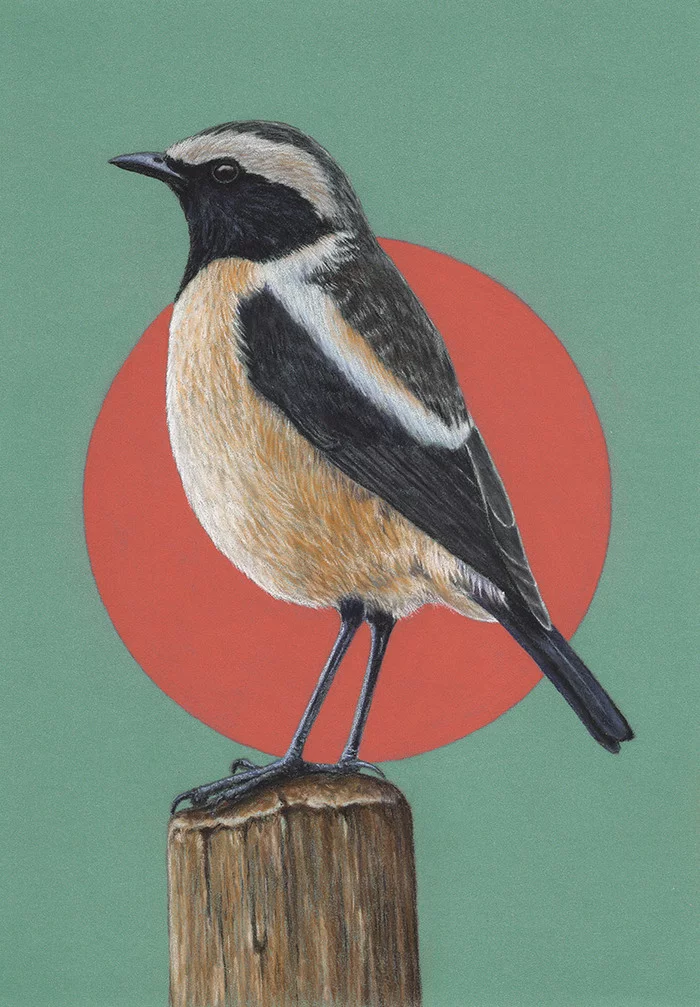 Red-mottled mint - My, Drawing, Pastel, Birds, Art, Animalistics, Chisel