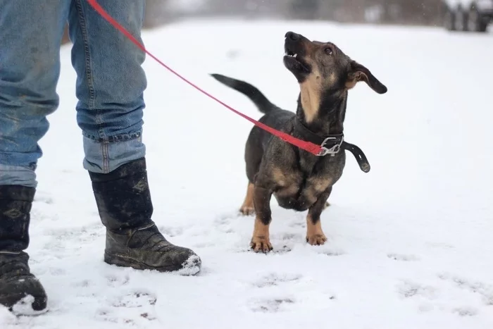 The smallest and proudest resident of the shelter - My, Animal shelter, Dachshund, Dog, Kindness, Good, Pets, Longpost, Saint Petersburg, No rating