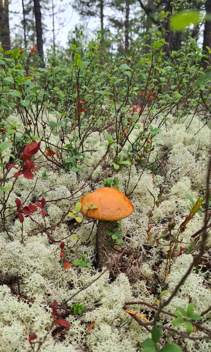 ��� ����� �������� ��������� ����������� ������� � ����