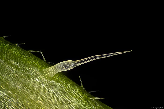 Nettle needles - My, Microscope, Nettle, Longpost, Accordion