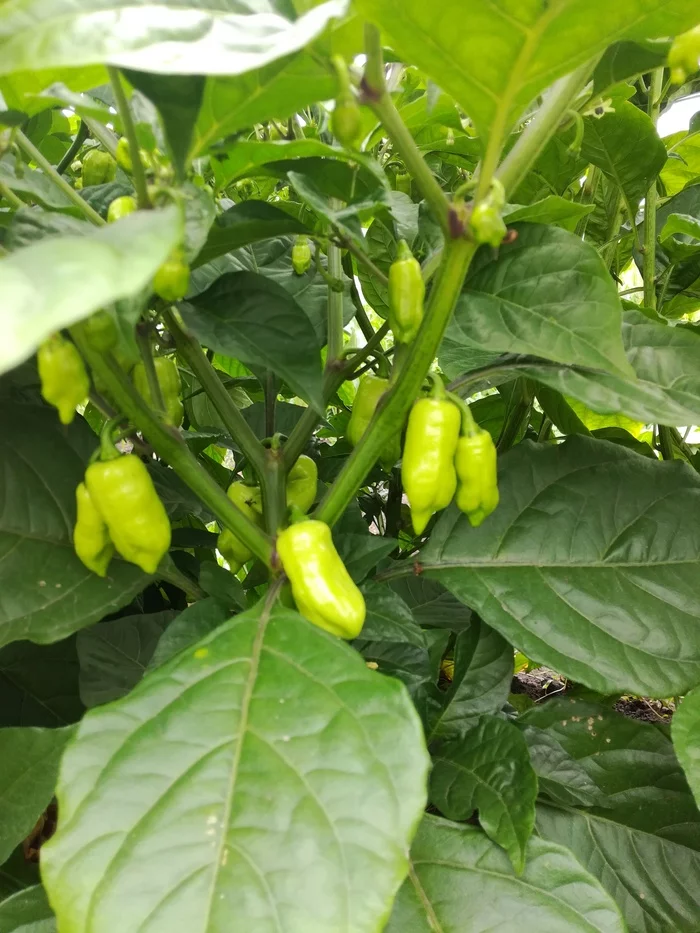 Peppers are ripening - My, Hot peppers, Hot red pepper, Gardening, Spicy cuisine, Longpost