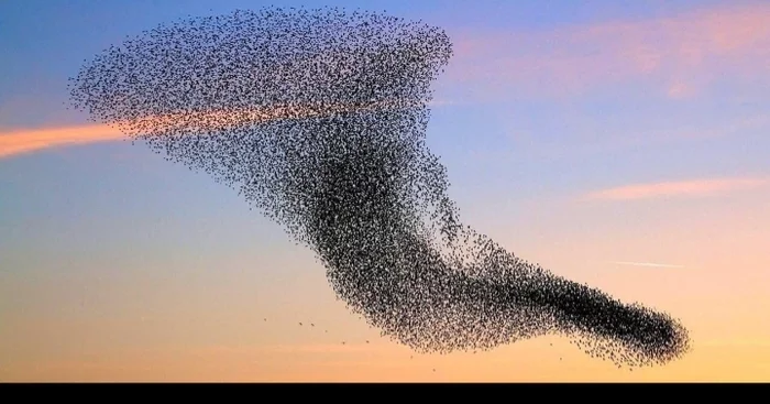 Mypmuration - the joint dance of thousands of birds - Birds, Nature, Longpost