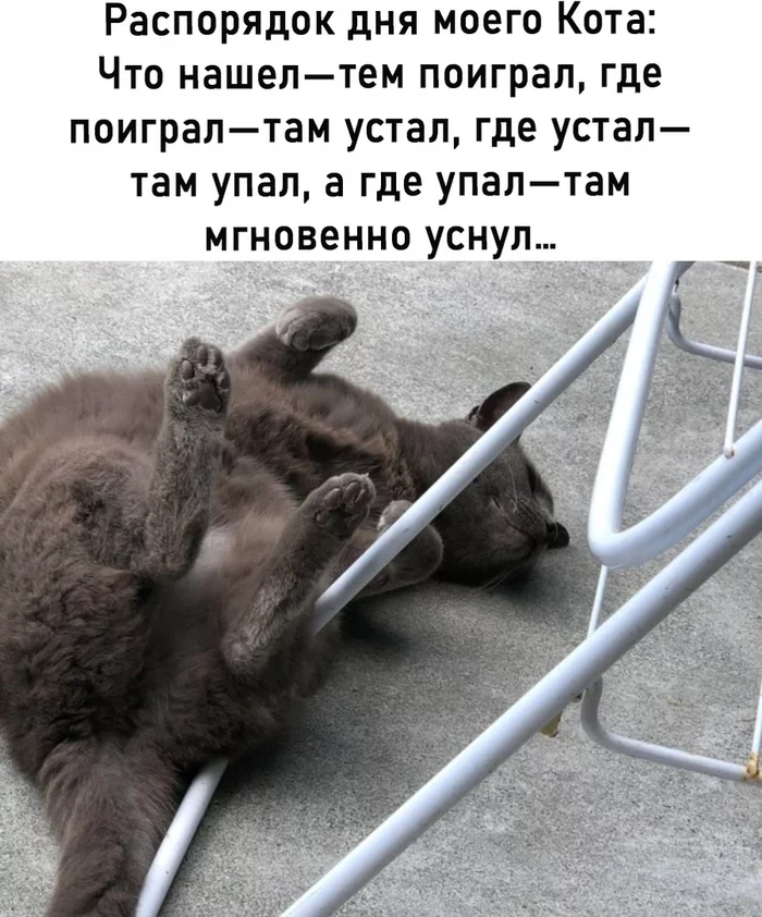 I totally agree - My, cat, Laziness, Longpost, Picture with text