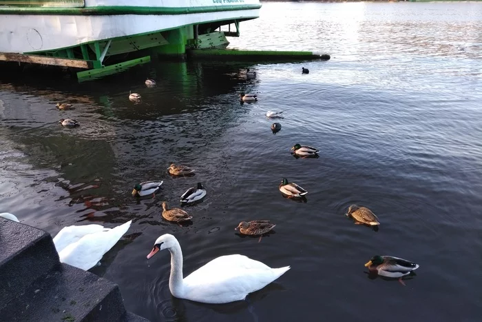 Free ducks. And swans - My, Is free, Prague, Vltava, Duck, Swans, Longpost, The photo