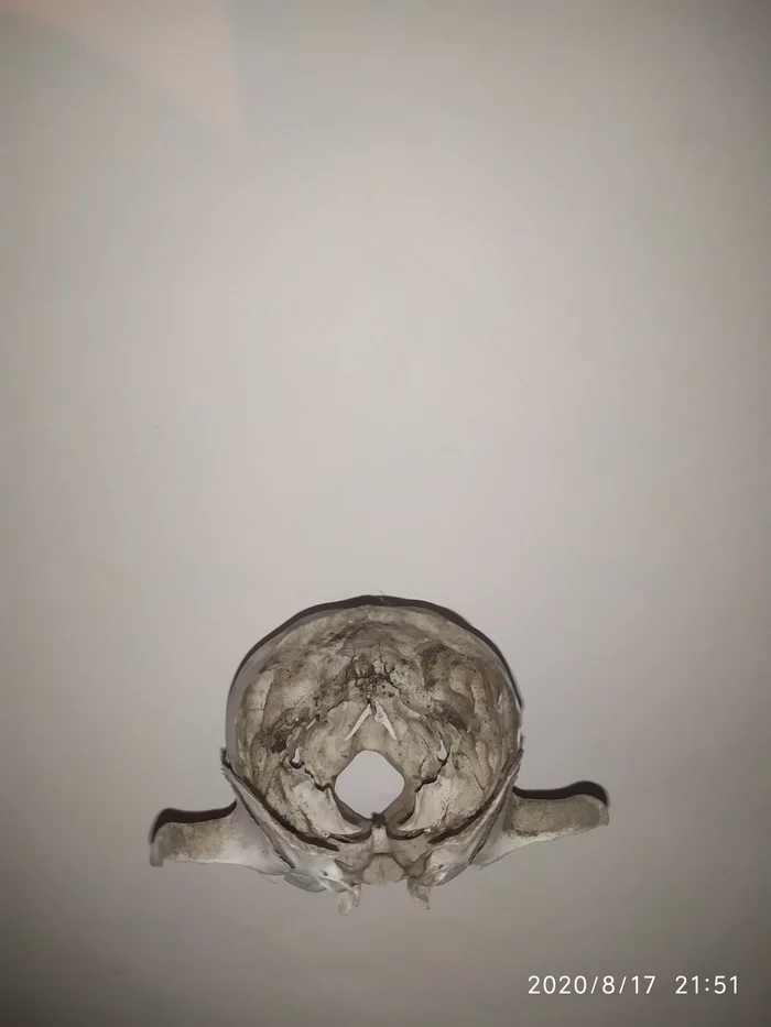 Whose skull - My, Scull?, Unknown, Longpost