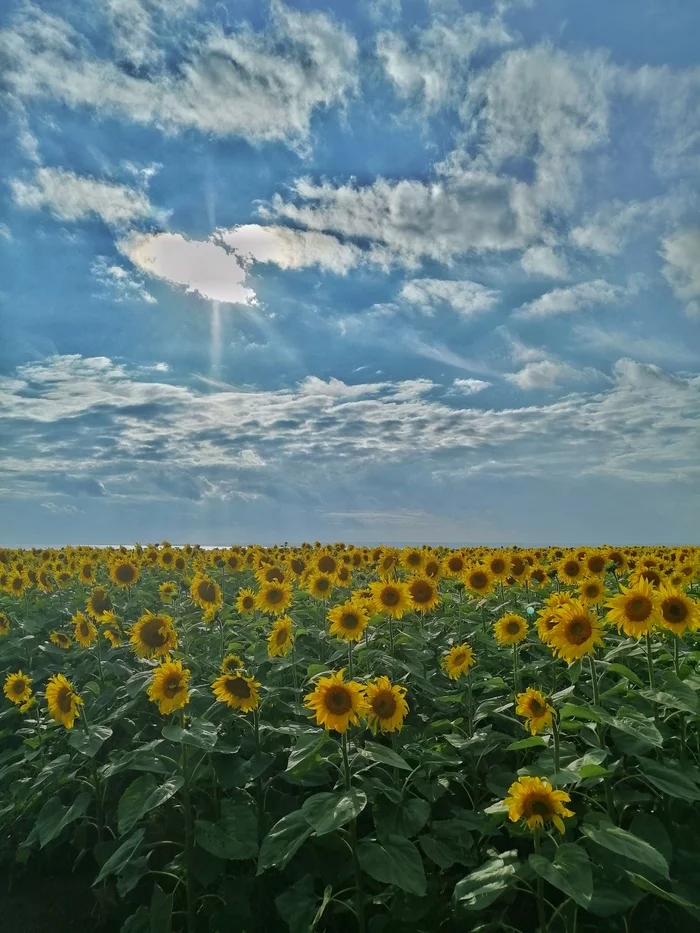 Field of sunflowers - My, Kazan, Tatarstan, Nature, Sunflower, Field, Longpost