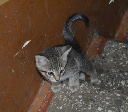 Kitten - Shelter, It's a pity, Lost cat, cat, Kittens, A pity