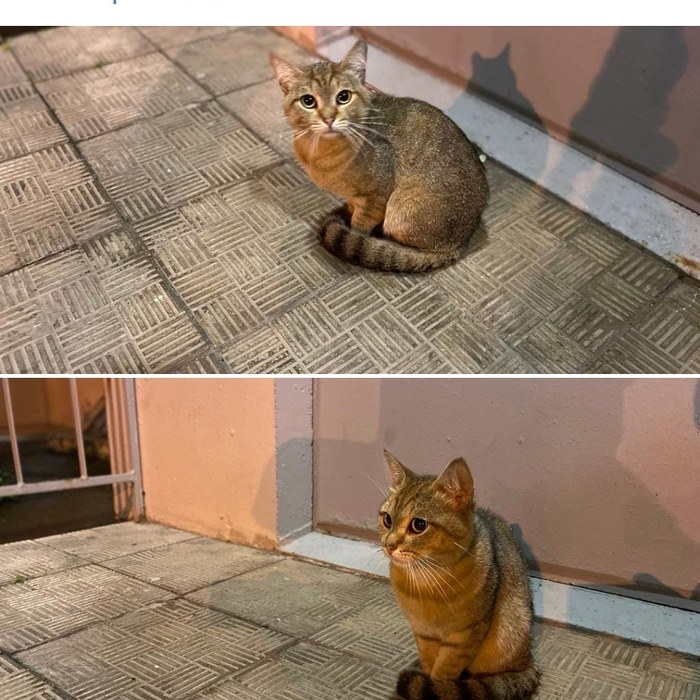 Íóæåí äîì êîòó Ìîñêâà, Êîò, Â äîáðûå ðóêè, Ëèãà Äîáðà, Ïðèþò äëÿ æèâîòíûõ, Ñïàñåíèå æèâîòíûõ, Áåç ðåéòèíãà