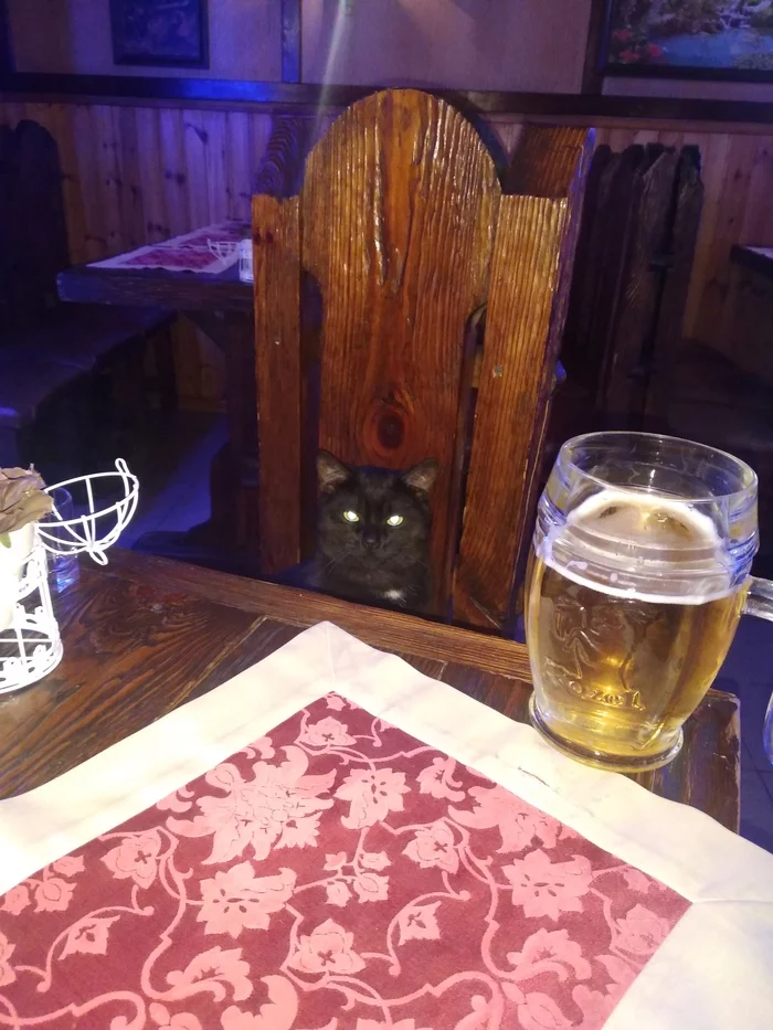 Waiter, repeat! - My, cat, Friday, Bar, Beer