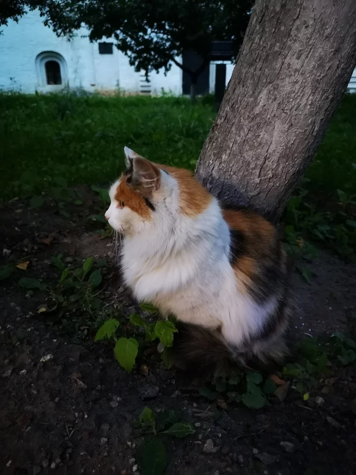 Local model - My, Animals, The photo, Tricolor cat, Longpost, cat