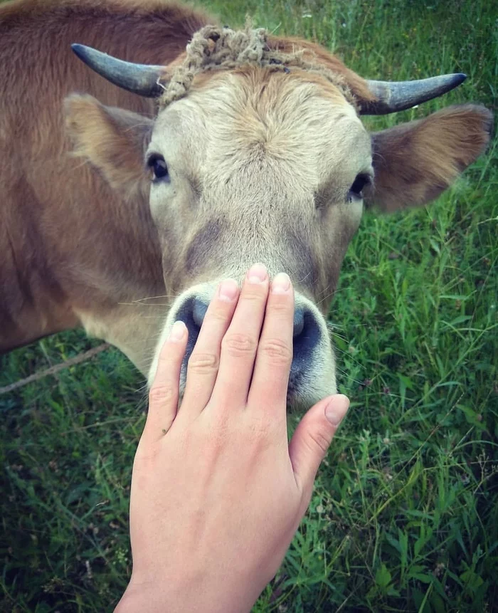 A cow for your feed - My, Cow, beauty, Nature, Pets, Animals, Nose, Horns