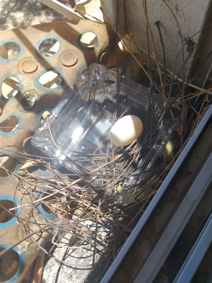 Unusual ashtray - My, Pigeon, Nest, Ashtray, Eggs