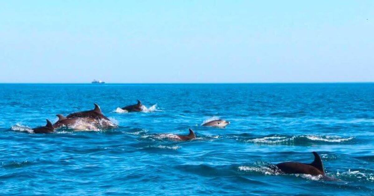 Дельфины спасли мужчину, пропавшего 12 часов: невероятная история выживания