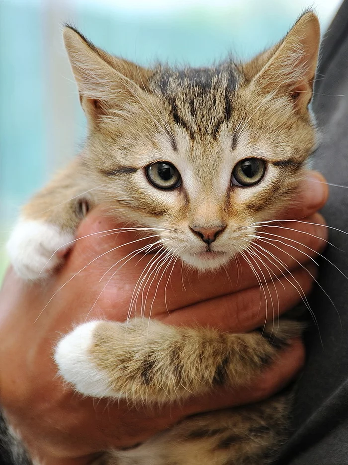 Kitten Luka, 3 months old, is looking for a home - cat, Moscow, Moscow region, In good hands