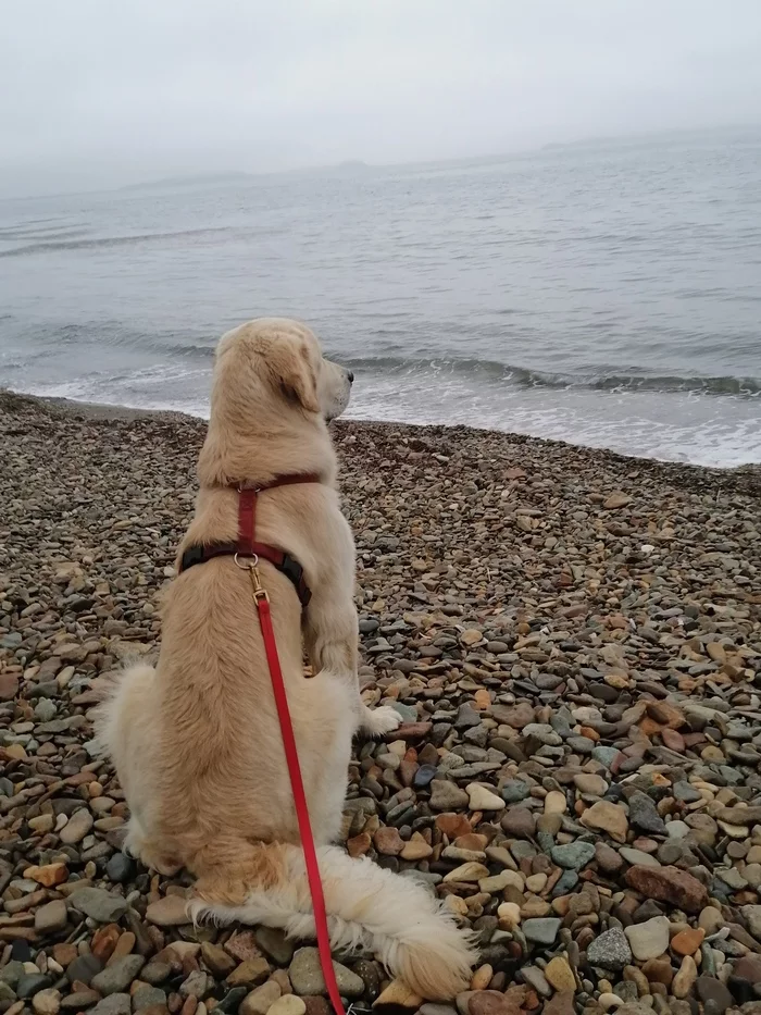 Learn to listen to the sea - My, Golden retriever, Sea, Dog