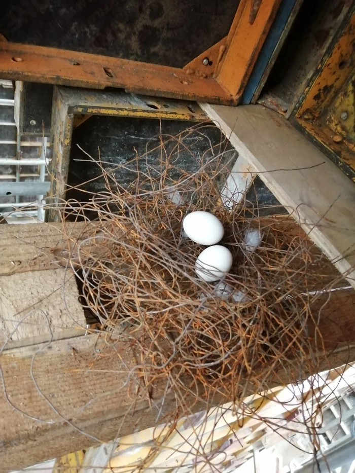 Reply to the post “Unusual ashtray” - My, Pigeon, Nest, Eggs, Building, Reply to post