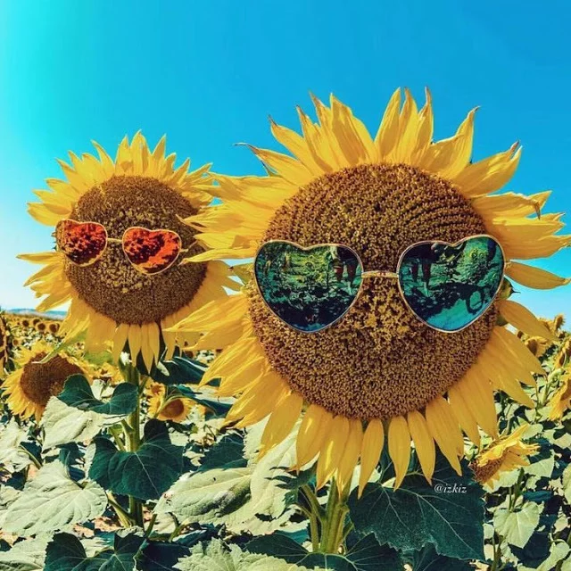 Cheerful sunflower - Sunflower, The sun, Joy