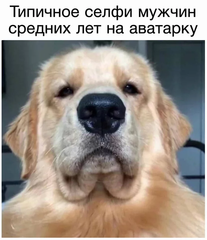 Very solid - Dog, Selfie, Avatar, Golden retriever, Milota, Picture with text