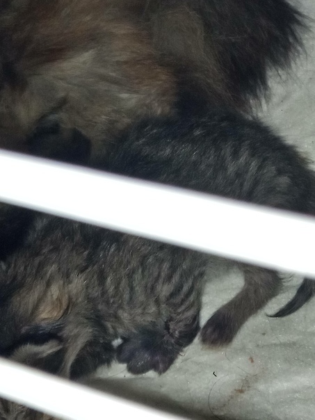 Опухшая лапа у новорожденного котенка. Без рейтинга | Пикабу