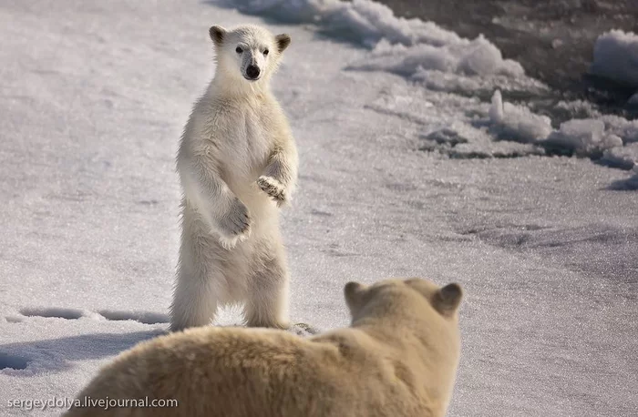 Mom, do not swear! ... - The Bears, Polar bear, Young, Wild animals, Teddy bears, Arctic, The photo, From the network