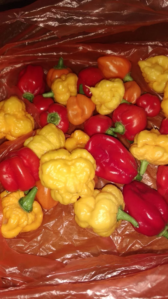 Collected some harvest - My, Spicy, Habanero, Pepper, Scorpion, Hot pepper, Harvest, Hot peppers, Spicy sauce, Longpost