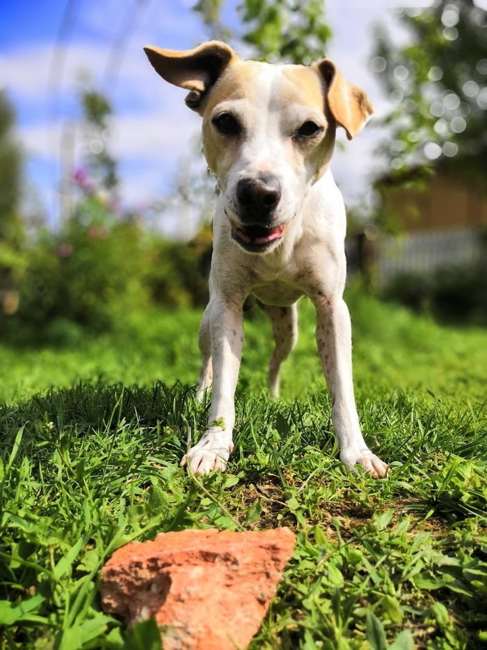 Потерялся парсел рассел терьер