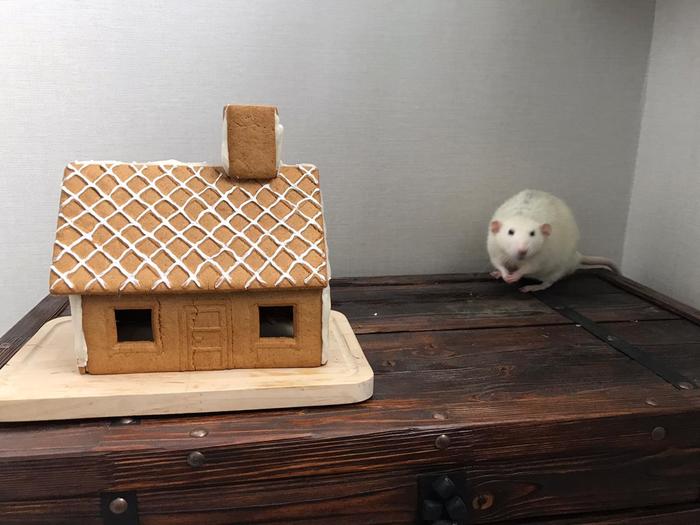 Sweet home - My, Milota, Decorative rats, Rat, Longpost