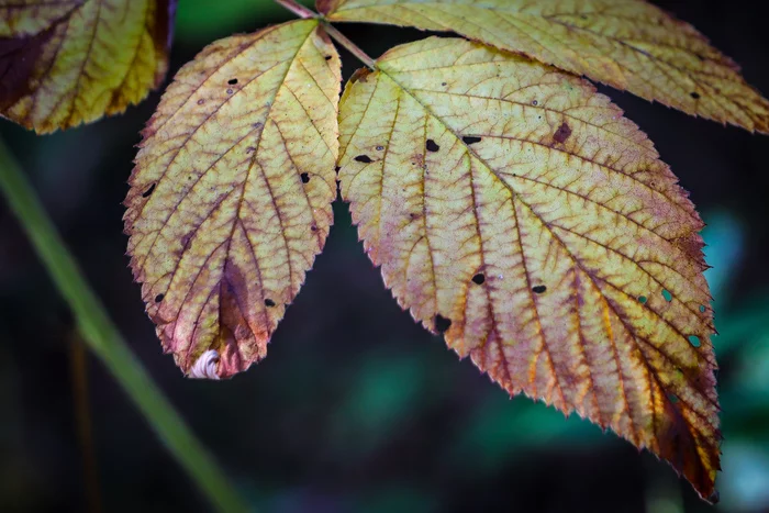 August - My, The photo, Nature, August, Canon 800D, Longpost