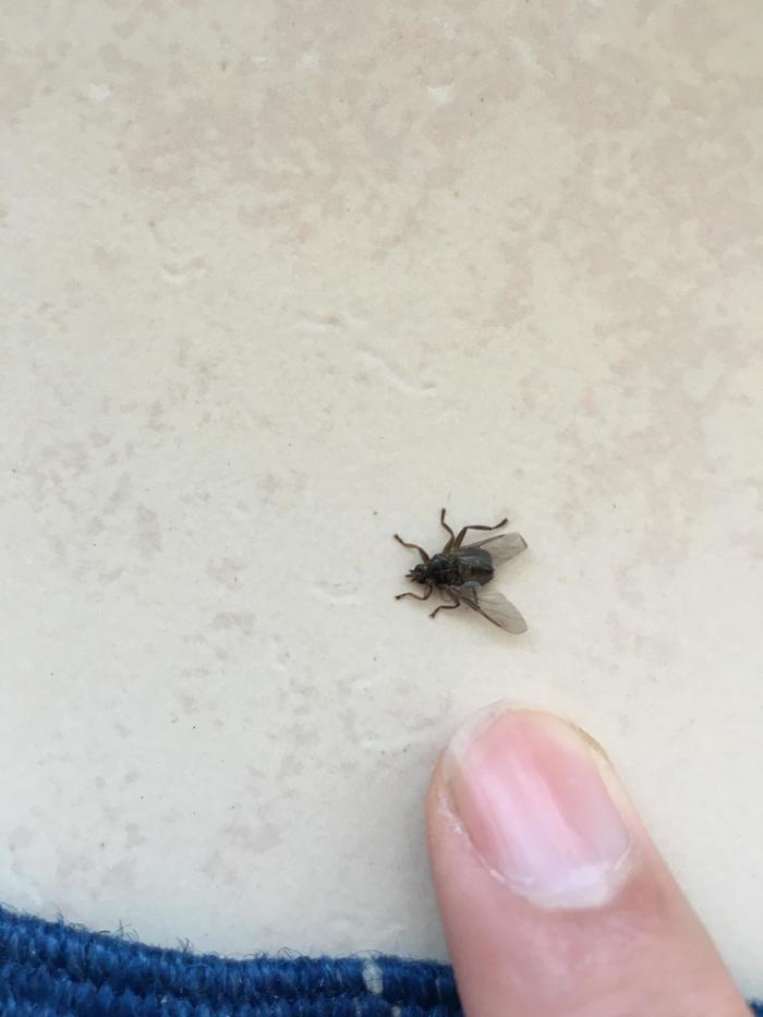 Help - what the hell is this? - Insects, Help, Mite, Longpost
