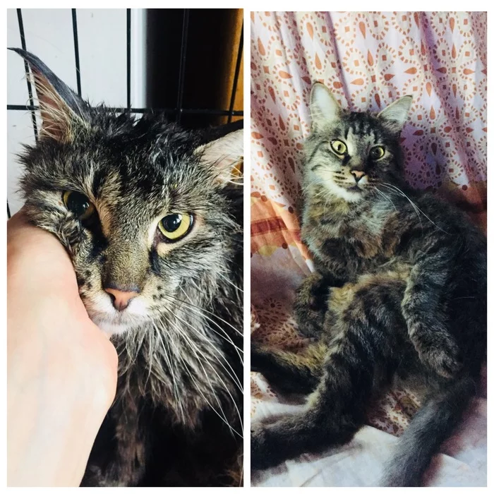 The difference in the look of a cat rescued from euthanasia (2 months difference) - My, cat, Animal Rescue, Veterinary, Help, Longpost, It Was-It Was, Kindness