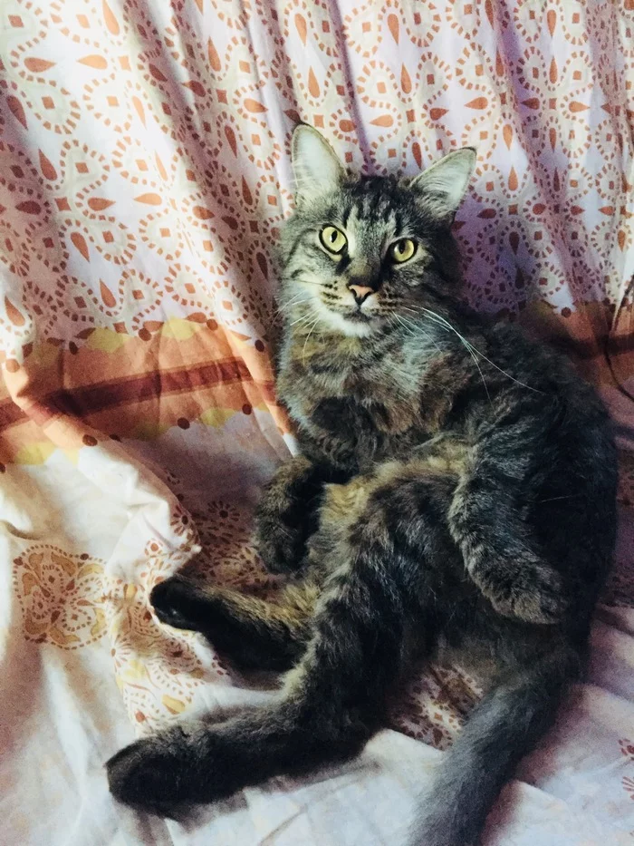 The difference in the look of a cat rescued from euthanasia (2 months difference) - My, cat, Animal Rescue, Veterinary, Help, Longpost, It Was-It Was, Kindness