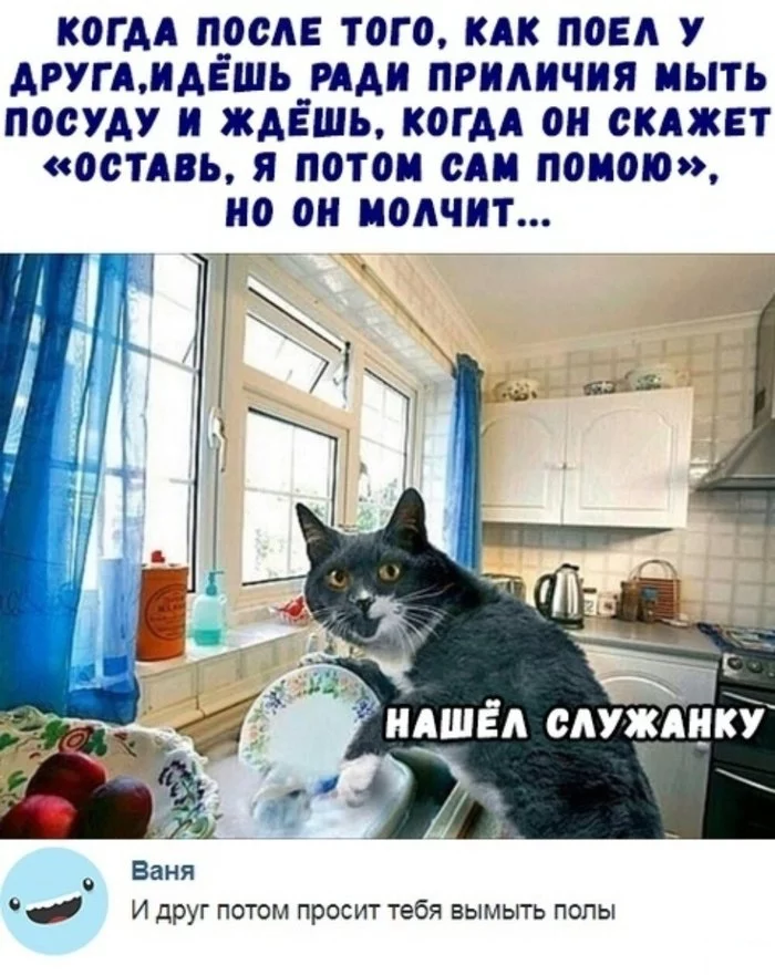 Tableware - friendship, Dishwashing, Надежда, Cleaning, cat, Picture with text