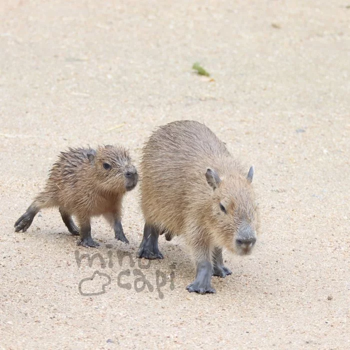 Your face when they forced you to take your little brother with you - Milota, Capybara, Young, Animals