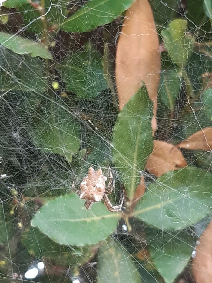 What kind of spider? - My, Spider, Longpost, Who is this?