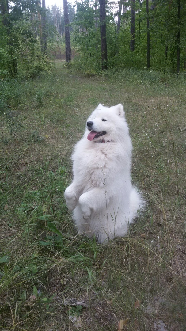 honey - My, Samoyed, Dog, Longpost, Forest, Milota