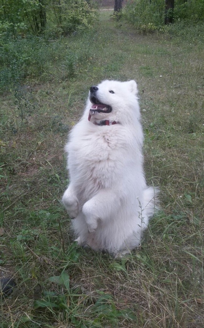 honey - My, Samoyed, Dog, Longpost, Forest, Milota