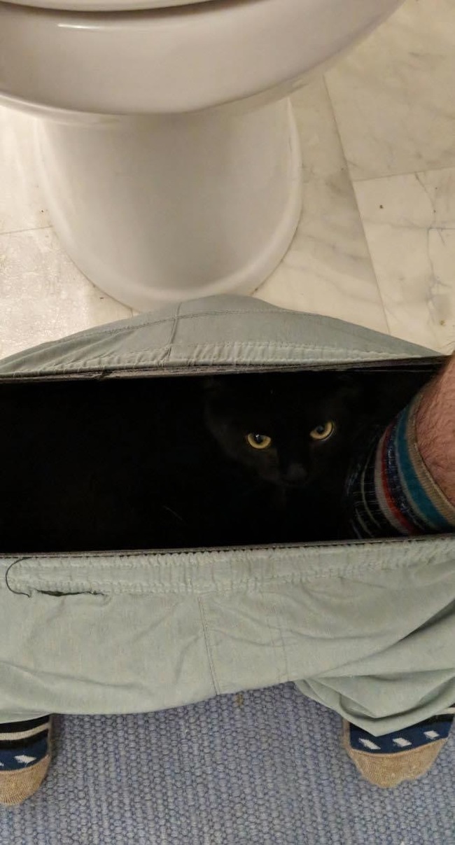 If you don't wash your shorts for a long time, they start to look reproachful. - cat, Eyes, Toilet, Black cat