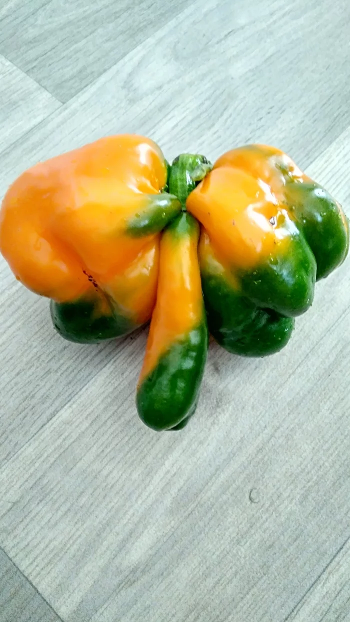 Nature's joke - My, Vegetables, Pepper, Harvest