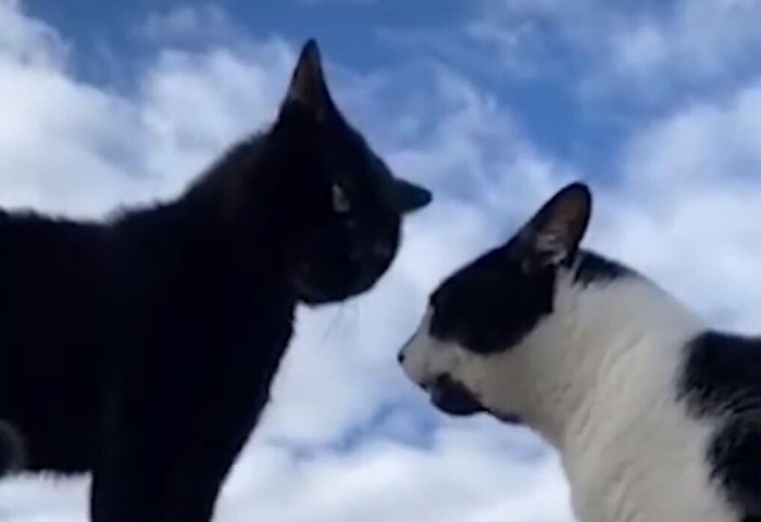 Serious conversation between two cats) - cat, Black cat, Talk, Interesting, Video, Vertical video, Great Britain, City of St. Helens