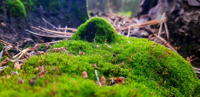 There should be an interesting title here - My, Mound, Forest, Nature, Dog, Friend of human, Walk, Lizard, Longpost