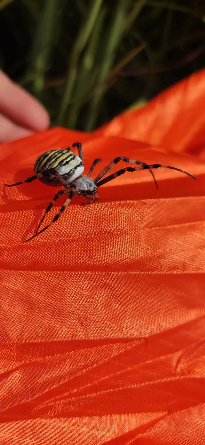 Spider wasp - My, Spider, Kite, Longpost