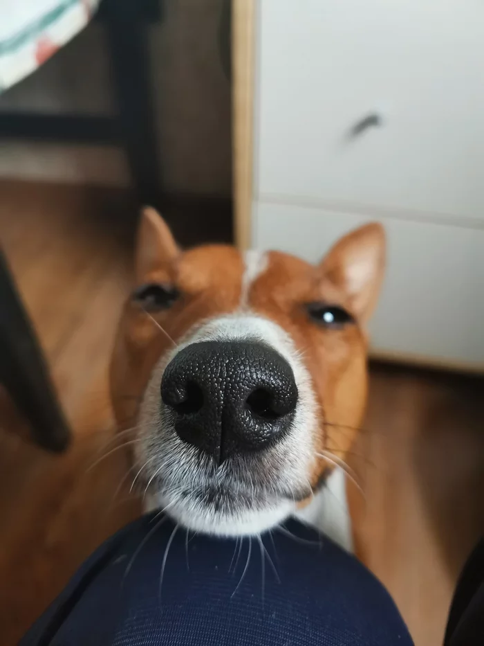 Just a nose - My, Dog, Nose, Close-up, Basenji