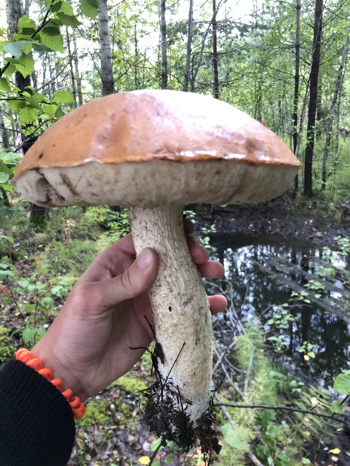 Reply to the post “King of Mushrooms” - My, Siberia, Work, Forest, Mushrooms