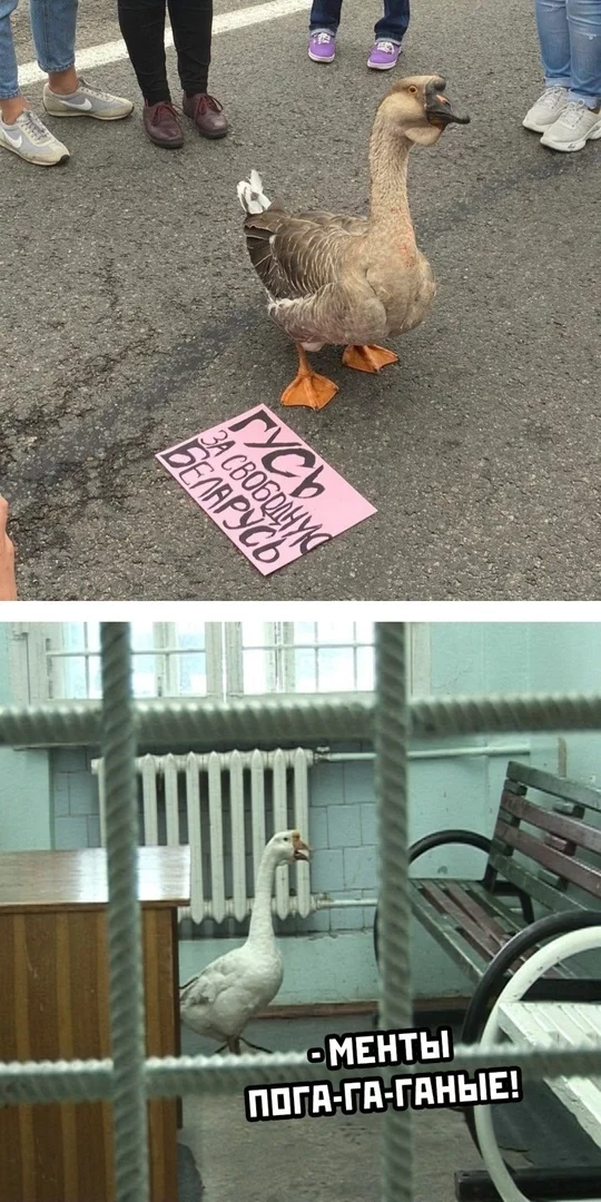 Goose the oppositionist - Republic of Belarus, Opposition, Protest, Arrest, Humor, Politics, Гусь, Protests in Belarus