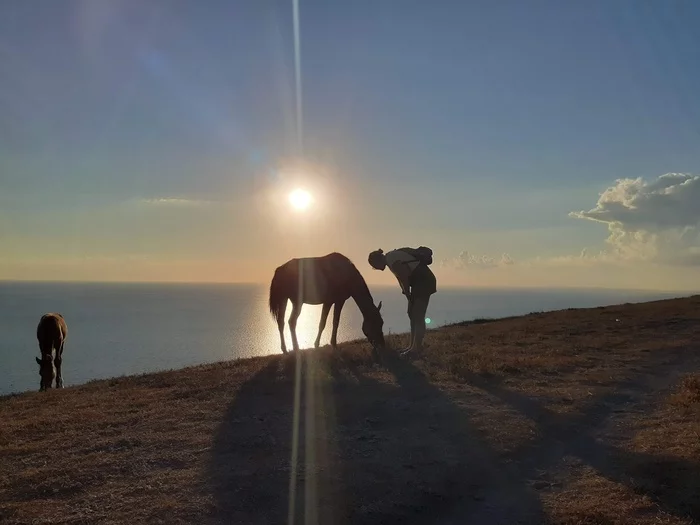 Walk by the sea - My, Sea, Horses, Sunset, Anapa, The photo