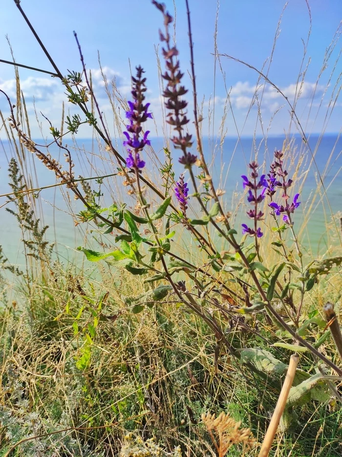 Красота родного края - Моё, Природа, Лето, Река Волга, Отдых на природе, Мобильная фотография, Фотография, Самарская область